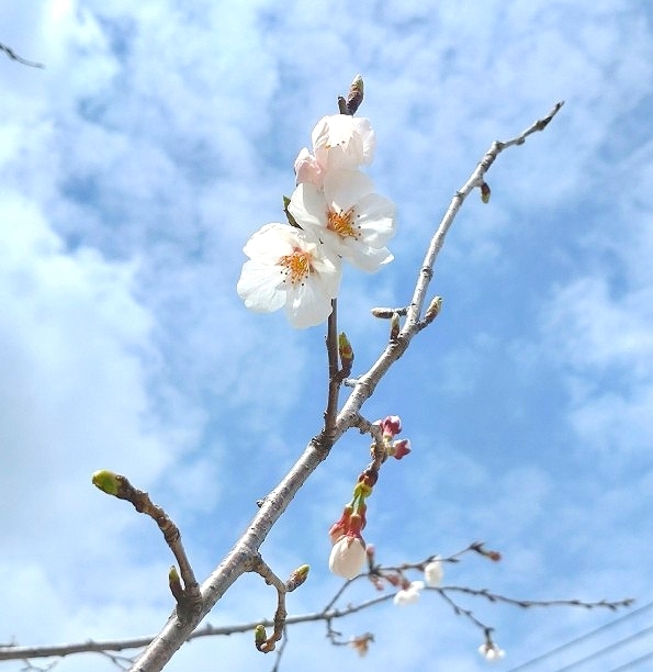 開花宣言♪