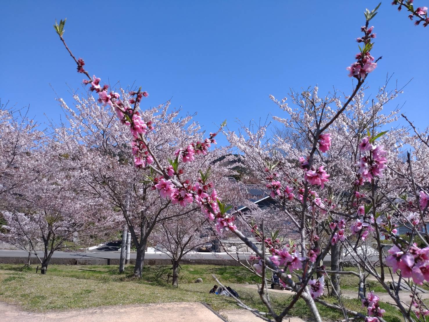 みなみの里の桜が綺麗でした♪