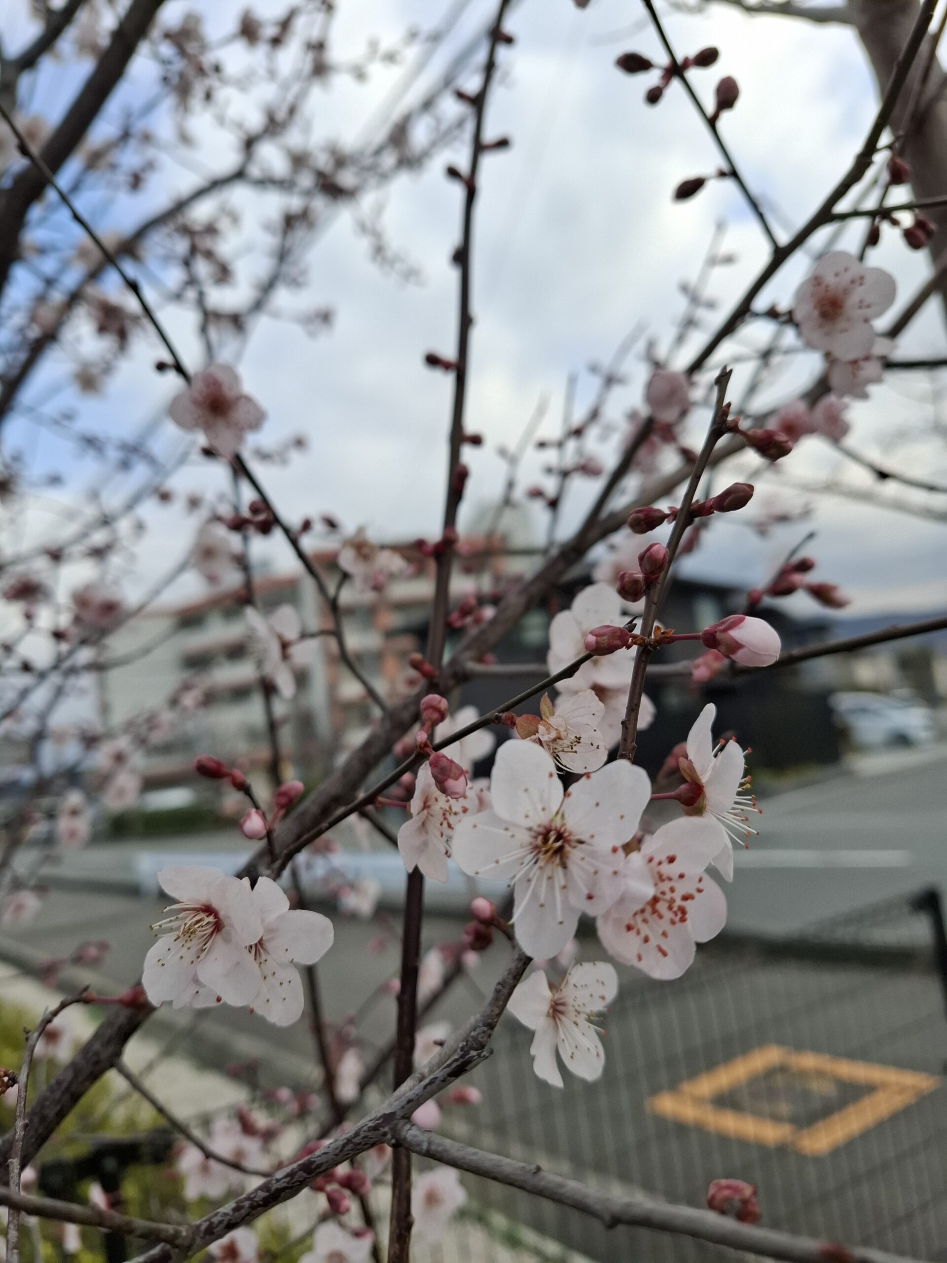 あなたはどっち派？
